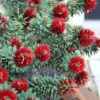 Little John Dwarf Red Bottlebrush (Callistemon Citinus) - 1 Gallon Pot 2 Little John Dwarf Red Bottlebrush (Callistemon Citinus) - 1 Gallon Pot -Garden Supplies Sales 2024 Bottlebrush Little John 3