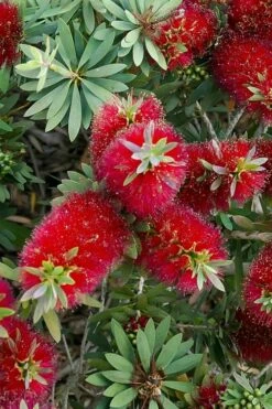 Little John Dwarf Red Bottlebrush (Callistemon Citinus) - 1 Gallon Pot -Garden Supplies Sales 2024 Bottlebrush Little John 4