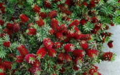 Little John Dwarf Red Bottlebrush (Callistemon Citinus) - 1 Gallon Pot -Garden Supplies Sales 2024 Bottlebrush Little John 7