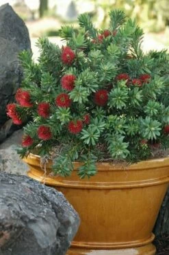 Little John Dwarf Red Bottlebrush (Callistemon Citinus) - 1 Gallon Pot -Garden Supplies Sales 2024 Bottlebrush Little John 9