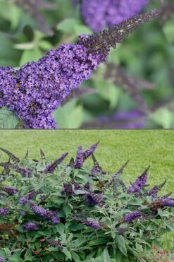 Pugster Blue Butterfly Bush - Buddleia - 3 Gallon Pot -Garden Supplies Sales 2024 Butterfly Bush Pugster Blue 1