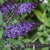 Pugster Blue Butterfly Bush - Buddleia - 2 Gallon Pot -Garden Supplies Sales 2024 Butterfly Bush Pugster Blue 2 1