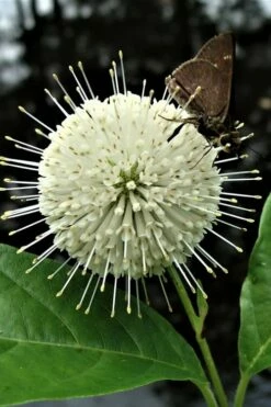 Buttonbush (Cephalanthus Occidentalis) - 1 Gallon Pot -Garden Supplies Sales 2024 Buttonbush 3