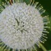 Buttonbush (Cephalanthus Occidentalis) - 1 Gallon Pot -Garden Supplies Sales 2024 Buttonbush 4