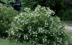 Buttonbush (Cephalanthus Occidentalis) - 1 Gallon Pot -Garden Supplies Sales 2024 Buttonbush 6