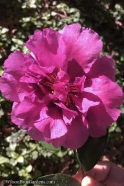 Bonanza Purple Camellia Sasanqua - 1 Gallon Pot -Garden Supplies Sales 2024 Camellia Bonanza 102 1