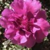 Bonanza Purple Camellia Sasanqua - 1 Gallon Pot -Garden Supplies Sales 2024 Camellia Bonanza 102