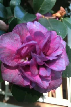 Bonanza Purple Camellia Sasanqua - 1 Gallon Pot -Garden Supplies Sales 2024 Camellia Bonanza Purple 4