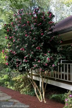 Bonanza Purple Camellia Sasanqua - 1 Gallon Pot -Garden Supplies Sales 2024 Camellia Bonanza Purple 7