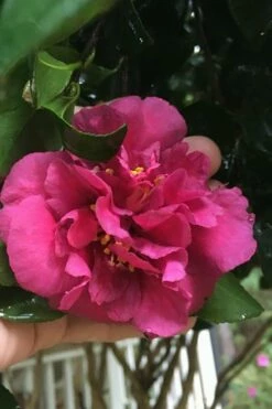 Bonanza Purple Camellia Sasanqua - 1 Gallon Pot -Garden Supplies Sales 2024 Camellia Bonanza Purple 9
