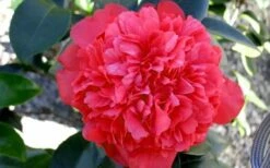 Laura Walker Camellia Japonica - 3 Gallon Pot -Garden Supplies Sales 2024 Camellia Laura Walker 2