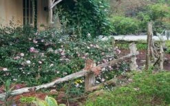 Sarrel Dwarf Camellia Sasanqua - 3 Gallon Pot -Garden Supplies Sales 2024 Camellia Sarrel 5