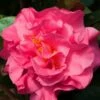 Scentsation Fragrant Camellia Japonica - 3 Gallon Pot -Garden Supplies Sales 2024 Camellia Scenstation JW 2