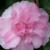 Sarrel Dwarf Camellia Sasanqua - 3 Gallon Pot 1 Sarrel Dwarf Camellia Sasanqua - 3 Gallon Pot -Garden Supplies Sales 2024 Camellia Sorrel 1