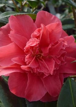 Laura Walker Camellia Japonica - 3 Gallon Pot -Garden Supplies Sales 2024 Camillia Laura Walker
