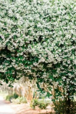 Madison Confederate Jasmine - 2 Gallon Pot -Garden Supplies Sales 2024 Campsis Madame Galen 18 1