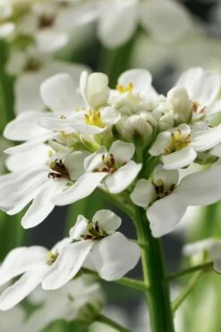 Tahoe Candytuft - Iberis Sempervirens - 10 Count Flat Of Quart Pots -Garden Supplies Sales 2024 Candytuft Tahoe 1