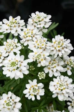 Tahoe Candytuft - Iberis Sempervirens - 10 Count Flat Of Quart Pots -Garden Supplies Sales 2024 Candytuft Tahoe 2