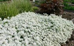 Tahoe Candytuft - Iberis Sempervirens - 10 Count Flat Of Quart Pots -Garden Supplies Sales 2024 Candytuft Tahoe 3