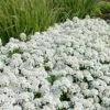 Tahoe Candytuft - Iberis Sempervirens - 10 Count Flat Of Quart Pots -Garden Supplies Sales 2024 Candytuft Tahoe 4