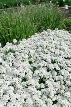 Tahoe Candytuft - Iberis Sempervirens - 10 Count Flat Of Quart Pots -Garden Supplies Sales 2024 Candytuft Tahoe 5