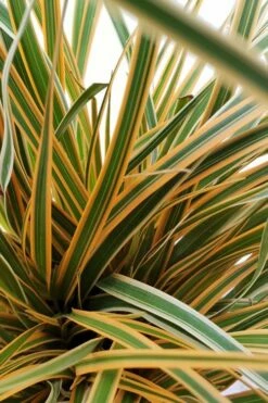 Evercolor Everglow Carex - 1 Gallon Pot -Garden Supplies Sales 2024 Carex Evercolor Everglow 2