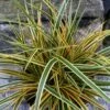 Evercolor Everglow Carex - 1 Gallon Pot -Garden Supplies Sales 2024 Carex Evercolor Everglow 3