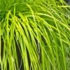 Evercolor Everillo Carex - 10 Pack Of Quart Pots -Garden Supplies Sales 2024 Carex Everillo 500x750 1