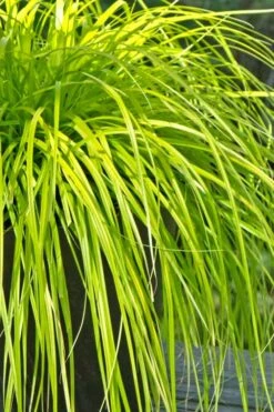 Evercolor Everillo Carex - 8 Pack Of 1 Gallon Pots -Garden Supplies Sales 2024 Carex Everillo 500x750 4
