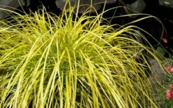 Evercolor Everillo Carex - 10 Pack Of Quart Pots -Garden Supplies Sales 2024 Carex Everillo Plant 1