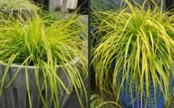 Evercolor Everillo Carex - 10 Pack Of Quart Pots -Garden Supplies Sales 2024 Carex Everillo Plant Containers