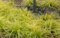 Evercolor 'Everillo' Carex - 5 Pack Of Quart Pots -Garden Supplies Sales 2024 Carex Everillo Plant Patch 1