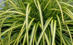 Evercolor Eversheen Carex - 10 Pack Of Quart Pots -Garden Supplies Sales 2024 Carex Eversheen 1 1