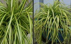 Evercolor Eversheen Carex - 5 Pack Of Quart Pots -Garden Supplies Sales 2024 Carex Eversheen 2 2