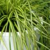 Evercolor Eversheen Carex - 10 Pack Of Quart Pots -Garden Supplies Sales 2024 Carex Eversheen 500x750 2