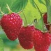 Caroline Raspberry - 6 Pack 1 Gallon Pots -Garden Supplies Sales 2024 Caroline Raspberry 1 1