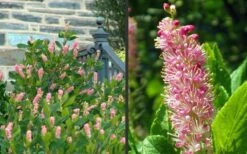 Ruby Spice Summersweet (Clethra) - 3 Gallon Pot -Garden Supplies Sales 2024 Clethra Ruby Spice 2