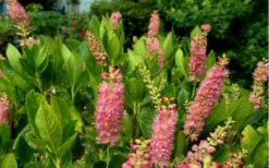 Ruby Spice Summersweet (Clethra) - 3 Gallon Pot -Garden Supplies Sales 2024 Clethra Ruby Spice