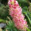 Ruby Spice Summersweet (Clethra) - 3 Gallon Pot -Garden Supplies Sales 2024 Clethra Ruby Spice 500x750 1