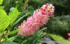 Ruby Spice Summersweet (Clethra) - 3 Gallon Pot -Garden Supplies Sales 2024 Clethra Ruby Spice Closeup wb