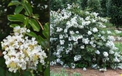 Acoma Weeping White Crape Myrtle - 6 Pack Of 1 Gallon Pots -Garden Supplies Sales 2024 Crape Myrtle Acoma 3