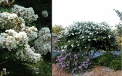 Acoma Weeping White Crape Myrtle - 1 Gallon Pot -Garden Supplies Sales 2024 Crape Myrtle Acoma 4 1