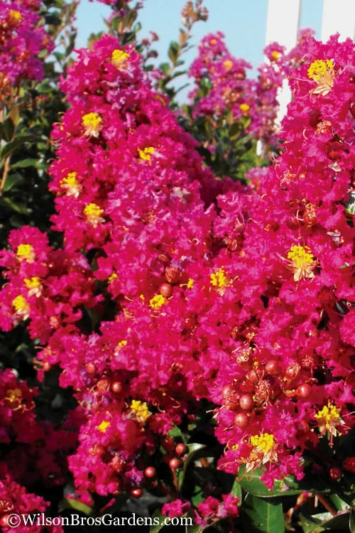 Berry Dazzle Dwarf Crape Myrtle - 2 Gallon Pot Berry Dazzle Dwarf Crape Myrtle - 2 Gallon Pot -Garden Supplies Sales 2024 Crape Myrtle Berry Dazzle 11 1