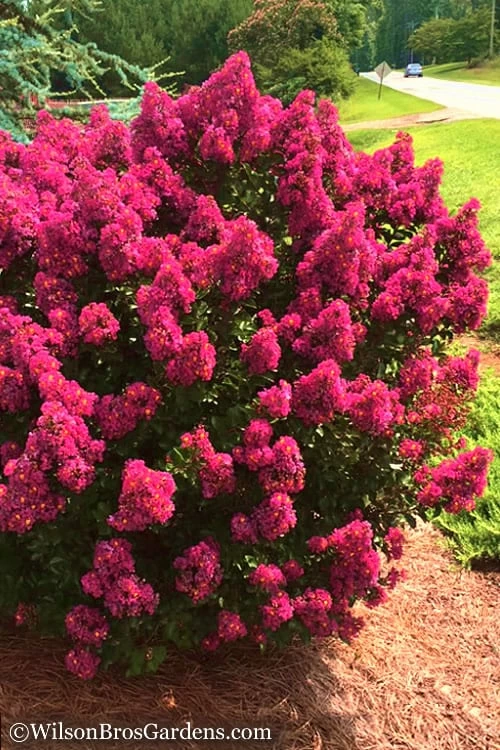 Berry Dazzle Dwarf Crape Myrtle - 2 Gallon Pot Berry Dazzle Dwarf Crape Myrtle - 2 Gallon Pot -Garden Supplies Sales 2024 Crape Myrtle Berry Dazzle 14 1