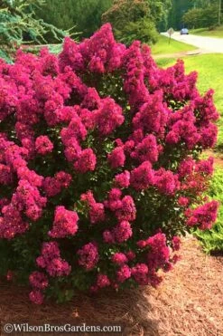 Berry Dazzle Dwarf Crape Myrtle - 1 Gallon Pot -Garden Supplies Sales 2024 Crape Myrtle Berry Dazzle 14