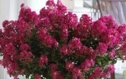 Berry Dazzle Dwarf Crape Myrtle - 2 Gallon Pot 7 Berry Dazzle Dwarf Crape Myrtle - 2 Gallon Pot -Garden Supplies Sales 2024 Crape Myrtle Berry Dazzle 3 1