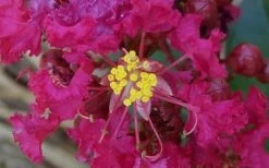 Berry Dazzle Dwarf Crape Myrtle (Single-Trunk Topiary) - 7 Gallon Pot -Garden Supplies Sales 2024 Crape Myrtle Berry Dazzle 4