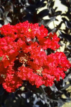 Black Diamond Red Hot Crape Myrtle (Multi-Trunk) - 7 Gallon Pot (4-5' HT)