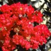 Black Diamond Red Hot Crape Myrtle - 2 Gallon Pot -Garden Supplies Sales 2024 Crape Myrtle Black Diamond Red Hot 1