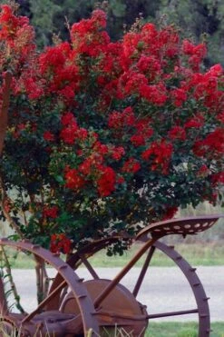 Black Diamond Red Hot Crape Myrtle (Multi-Trunk) - 7 Gallon Pot (4-5' HT) -Garden Supplies Sales 2024 Crape Myrtle Black Diamond Red Hot 2 1